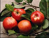 Bountiful Apples