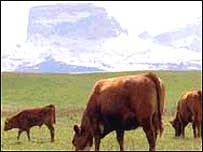 Vaca louca