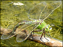 emporer dragonfly