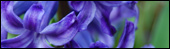 Spring Snaps