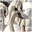 Swannery