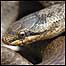 Heathland activities (Image: Snake c/o Chris Packham)