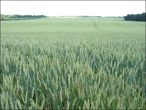 Field