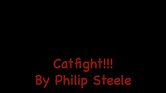 Cat fight