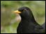 Blackbird
