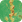 Scale insects