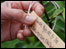 Tree label