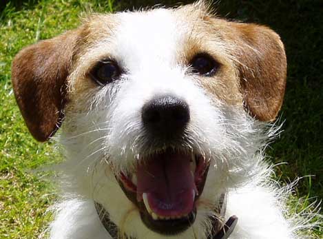 dougal