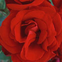 Rosa 'Dublin Bay', Rose 