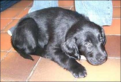 Dog