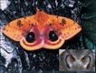 'Butterflies - Messages from Psyche', Philip Howse, Papadakis Publisher, London © Kirby Wolfe / © Frank Wouters