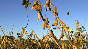 Soya