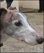 Greyhound