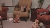 Toys alive