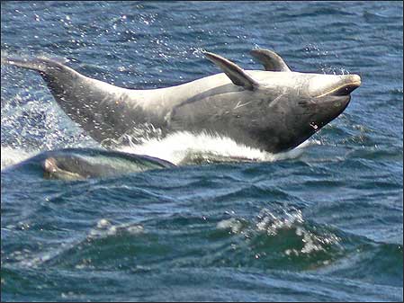 Dolphin