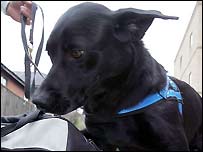 Cão farejador