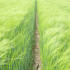Barley