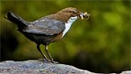 Dipper. Photo: Andrew Davies