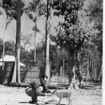 Nambhor Forest, Dimapur, Assam 1943/44 - I became surrogate mother to an orphaned, unweaned, muntjac  fawn (Assamese barking deer).