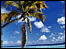Palm tree