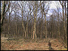 Savernake