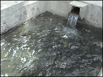 حوض ماهی
