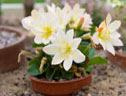 Miniature alpine garden