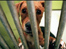 Home to Battersea Dogs Home - find more inside