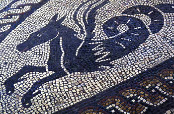 Sea-horse