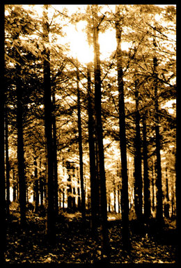 Wood For The Trees