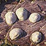 Limpets c/o Natural England