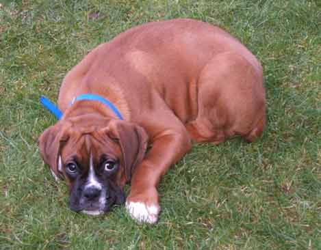 Samson