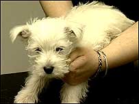 Puppy