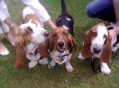 The Bassets