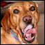 Cão