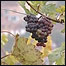 Vinhas de Kosovo