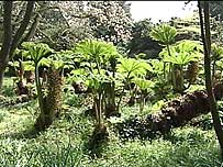 Plants at Treseder