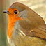 Winter Activities (Image: Robin)