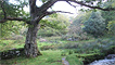 An old oak tree