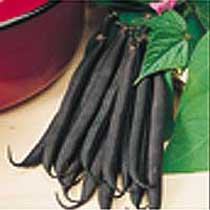 Dwarf French bean  'Purple Teepee'.  Image supplied by Dobies