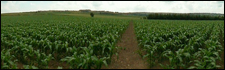 Countryside near Penistone