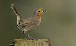 Robin