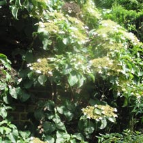 Hydrangea