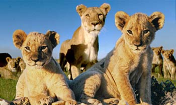 Pride, coming to BBC ONE in 2004