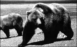 Bears