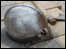 Viking Helmet