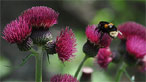 Aberglasney gardens by Richard Edwards