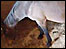 Mare and Foal Sanctuary webcam