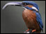 Kingfisher at Sutton Courtney by Ron Perkins
