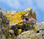 Blodau ar graig ger Llanddwyn
